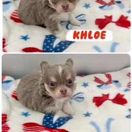 Khloe - Chocolate blue female Chihuahua puppy in Williamsburg, Virginia from PAWSitive Cheeky Chihuahuas