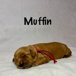 Muffin - Apricot female Goldendoodle puppy in Pleasant Prairie, Wisconsin from Prairie Doodle Dogs