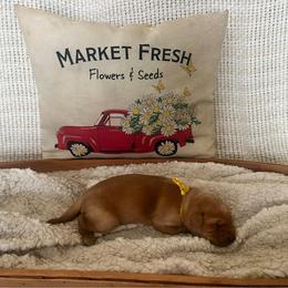 Yellow Collar Female - Yellow female Labrador Retriever puppy in Hurtsboro, Alabama from PARK’s Family Farm