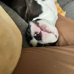 Boston Terrier Puppies from I Love Pups