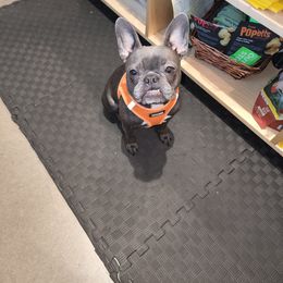 Companion Cross and French Bulldog Puppies from Legends Frenchton's, French Bulldogs & French Bullhuahua's