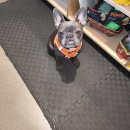 Companion Cross and French Bulldog Puppies from Legends Frenchton's, French Bulldogs & French Bullhuahua's
