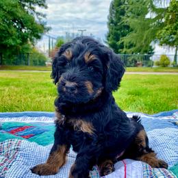 Maui - Phantom male Bernedoodle puppy in Yuba City, California from Ranch House Doodles