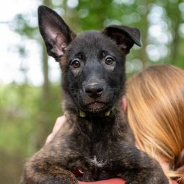 Lime - Gold brindle Dutch Shepherd puppy in Auburn, Georgia from Faberge Hollandse Herdershond