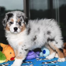 Girl 1 - female Australian Shepherd puppy in Lake Ann, Michigan from Star Australian Shepherds