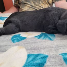Boy 2 - German Shorthaired Pointer puppy in Ashville, Ohio from Joyce Shively