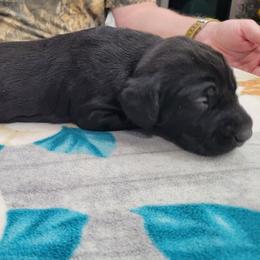 Boy 2 - German Shorthaired Pointer puppy in Ashville, Ohio from Joyce Shively