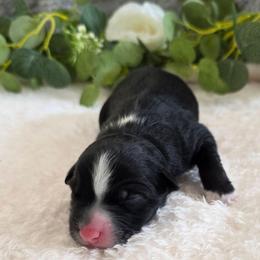 Hershey - Black & white female Australian Shepherd puppy in Summerville, South Carolina from Flowertown Aussies
