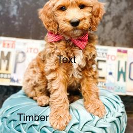 Timber - Apricot male Goldendoodle puppy in Pasco, Washington from Camp Doodle Woods