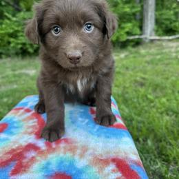 Girl 3 - Red tri-color female Australian Shepherd puppy in Hillsboro, Illinois from Perfect Paws Puppies