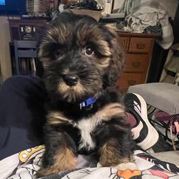 Blue boy - Black and tan brindle male Havanese puppy in Arlington, Washington from Havanese With Love Breeding Co.