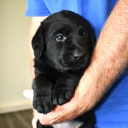 "Yellow Girl" Labrador Retriever Puppies from Winterstrom Labradors
