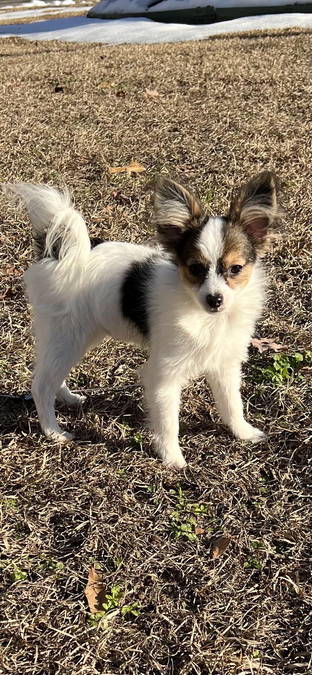 Mama's Pride Poms and Paps in Arkansas | Papillon puppies | Good Dog