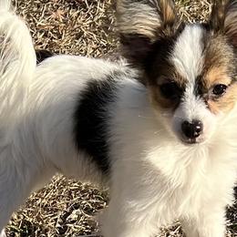 Papillons and Pomeranians from Mama's Pride Poms and Paps