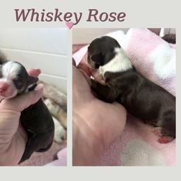 Whiskey Rose - Brown and white female Aussiedoodle puppy in Arizona from Coats of Many Colors LLC