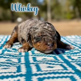 Whiskey - Blue merle male Bernedoodle puppy in Youngstown, Florida from Wonderland’s Boujie Kennels