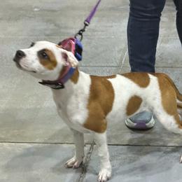 Penny - Staffordshire Bull Terrier
