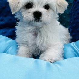 Bella Dolce's Boy - White male Maltese puppy in Phoenix, Arizona from Bella Dolce Maltese