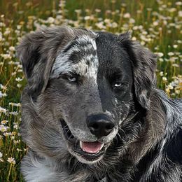 Odin - Australian Shepherd