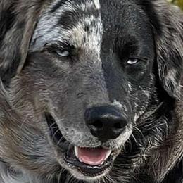 Odin - Australian Shepherd