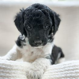 R2D2 - Parti male Poodle puppy in Berthoud, Colorado from Yellow Dog Farm