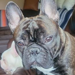 Doochie - French Bulldog