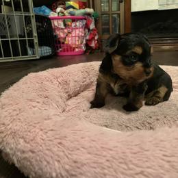 Yorkshire Terrier Puppies from Missy Lu Lap Puppies