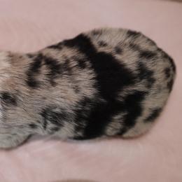 Miniature Australian Shepherd Puppies from Garay Mini Aussies