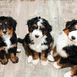 Bernedoodle and Goldendoodle Puppies from Sun Valley Goldendoodles