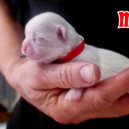 Misty - White female Mal-Shi puppy in Belleville, Michigan from Michigan Maltese Puppies