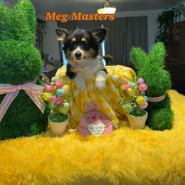 Meg Masters (Fluffy) - Black and tan female Pembroke Welsh Corgi puppy in Olathe, Colorado from Rocking LJ Breeding