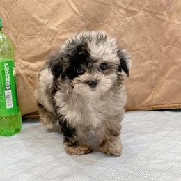Mr Blues - Merle male Maltipoo puppy in Bowling Green, Kentucky from Denise Clark
