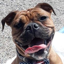 Olde English Bulldogges from NorthEast Bulldogges