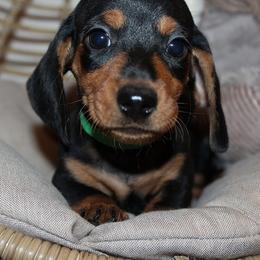 Boy 3 - Black and tan male Dachshund puppy in Craig, Colorado from Rocky Mountain Shih Tzus and Dry Creek Miniature Dachshunds