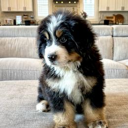 Bernese Mountain Dog Puppies from Golden Willow Puppies