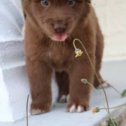 Australian Shepherd Puppies from Kiki's Aussies