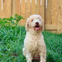 Nora - Lagotto Romagnolo