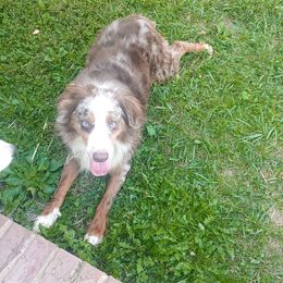 Colt - Australian Shepherd