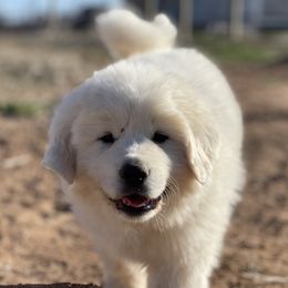 Great Pyrenees Puppies from Forestwood Farms Great Pyrenees