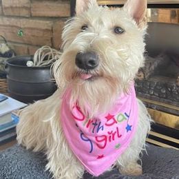 Scottish Terriers from Mcurrry Scotts