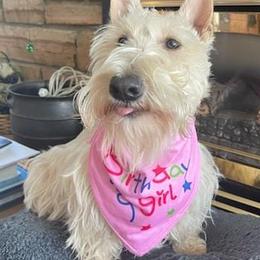 Scottish Terriers from Mcurrry Scotts