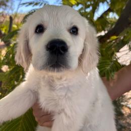 White (3700) - Light golden female Golden Retriever puppy in Pahrump, Nevada from Southern Nevada Goldens