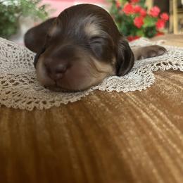 Hershey - Chocolate and cream female Dachshund puppy in Perryville, Maryland from Heavenly Heritage Dachshunds and Doods