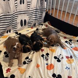 Cavalier King Charles Spaniel Puppies from Family first cavaliers