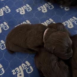 Girl 2 - Chocolate female Boykin Spaniel puppy in Victoria, Minnesota from Northern Flight Boykins