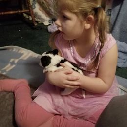 Havanese Puppies from SunWyst Havanese