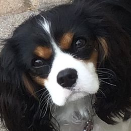 Stella - Cavalier King Charles Spaniel