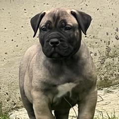 Boy 1 - Boerboel puppy in Lake View, New York from Coomore Boerboels
