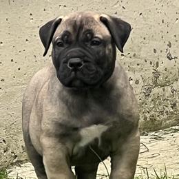 Boy 1 - Boerboel puppy in Lake View, New York from Coomore Boerboels