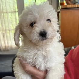 Iris - Cream female Goldendoodle puppy in Springfield, Pennsylvania from Lesher Goodwin Goldendoodles